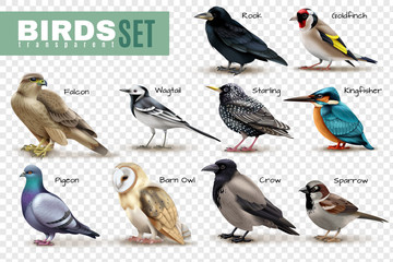 Realistic Birds Transparent Set