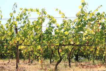 Fototapeta na wymiar Cultivation of vines on the island of Ischia. The vineyards cult