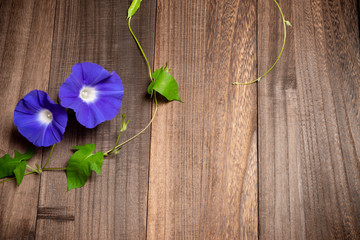 青紫のアサガオ