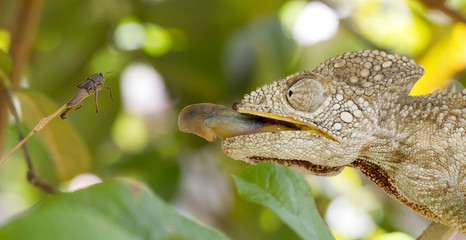 Wild warty chameleon (Furcifer verrucosus) © michaklootwijk