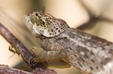 Beautiful camouflaged chameleon in Madagascar