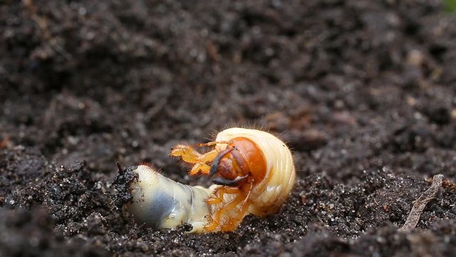 Larva of cockchafer or May bug or doodlebug (Melolontha vulgaris) on the background of black ground