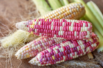Colorful small ears waxy corns with silk, corn leaf on wood table background for food and drink design.