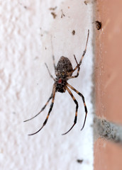 Spider outside a bungalow in Madagascar