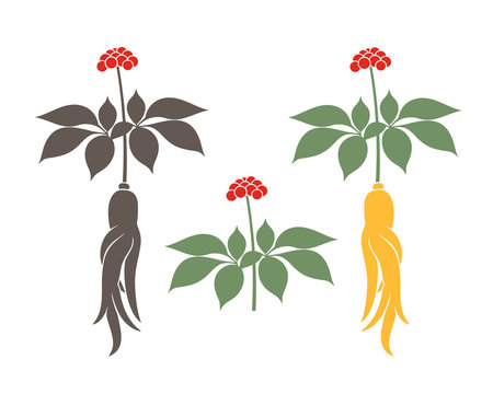 Ginseng plant. Isolated ginseng on white background