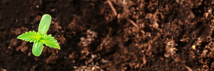 Growing cannabis at home. Young hemp plant seedling with the first true and cotileydon leaves, overhead panoramic shot with a place for text