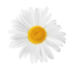 Beautiful blooming chamomile flower isolated on white