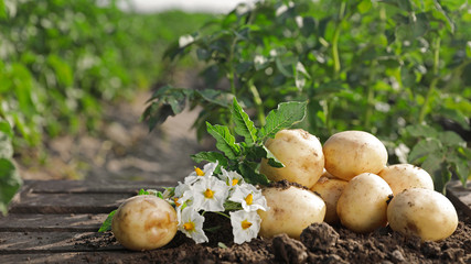 Pile of ripe potatoes on ground in field