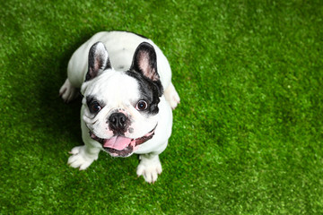 Fototapeta premium French bulldog on green grass, above view. Space for text