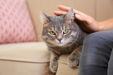 Young woman and cute gray tabby cat on couch indoors, closeup. Lovely pet