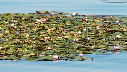 Weiße Seerosen or Wasserlilien  mit dunkelgrüne, rundlich und dunkelgrüne Blattspreite (Nymphaea...