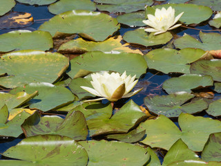 Weiße Seerosen or Wasserlilien  mit dunkelgrüne, rundlich und dunkelgrüne Blattspreite (Nymphaea...