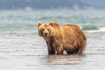 Fototapeta premium Ruling the landscape, brown bears of Kamchatka (Ursus arctos beringianus)