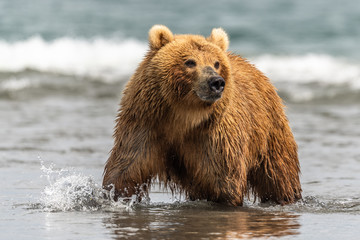 Ruling the landscape, brown bears of Kamchatka (Ursus arctos beringianus)