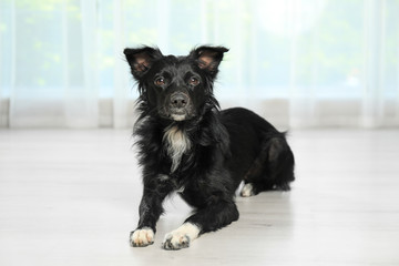 Cute dog lying on floor in room