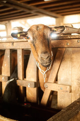 closeup of a brown goat watching the camera in stable