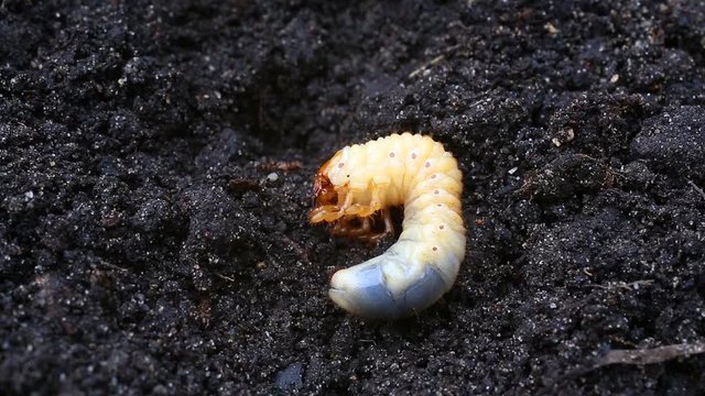 Larva of cockchafer or May bug or doodlebug (Melolontha vulgaris) on the background of black ground