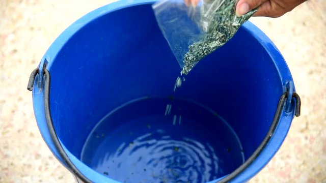 Pour mix rice Trichoderma harzianum in to the water / Trichoderma harzianum 
