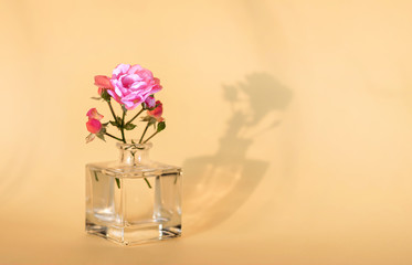Rose flower in a glass bottle. The shadow of the flower. The concept of minimalism.
