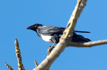 Pied crow, black and white, in a tree