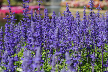 Purple flower and green leaf in garden at sunny summer or spring day for postcard beauty decoration and agriculture design. Blue Salvia flower.