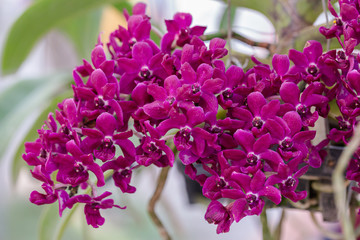 Orchid flower in orchid garden at winter or spring day for postcard beauty and agriculture design. Rhynchostylis Orchidaceae.
