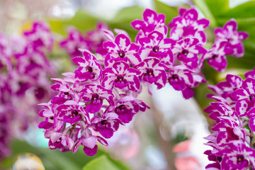 Orchid flower in orchid garden at winter or spring day for postcard beauty and agriculture design. Rhynchostylis Orchidaceae. - obrazy, fototapety, plakaty