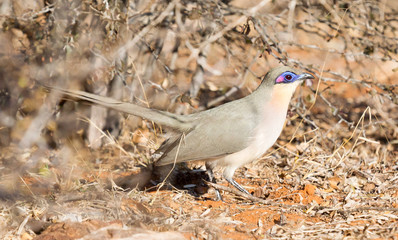 Running coua in Madagascar