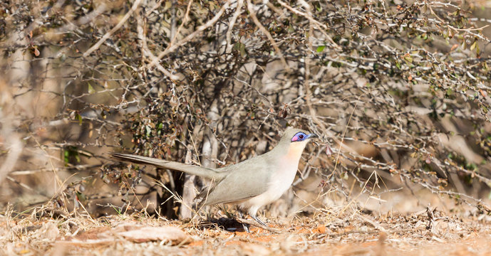 Running coua in Madagascar