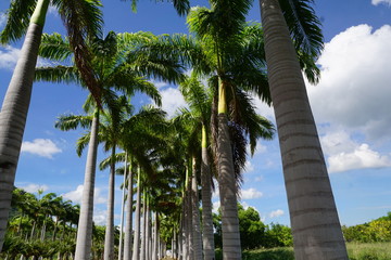 Fototapeta na wymiar Palmen auf Mauritius Insel im winter