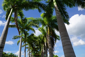 Palmen auf Mauritius Insel im winter