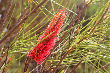 Red Pokers (Hakea bucculenta) a wildflower of the Proteaceae family endemic to Western Australia