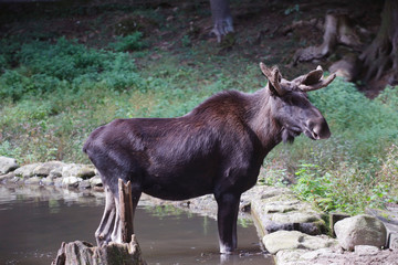 Elch (Alces alces) junges Männchen im Wasser 