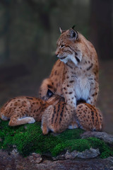 Naklejka na ściany i meble Eurasicher Luchs oder Nordluchs (Lynx lynx) Muttertier mit Jungen bei Säugen