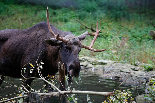 Elch (Alces alces) junges M&auml;nnchen im Wasser 