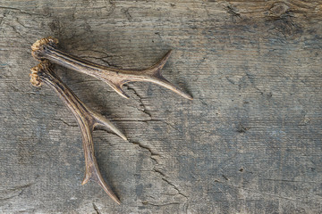 Beautiful deer antlers on the old wooden background with copy space