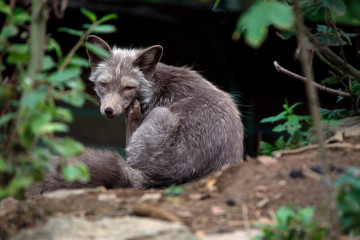 Steppenfuchs (Vulpes corsac) oder Korsak