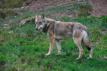 Eurasischer Wolf (Canis lupus lupus) Raubtier im Wald