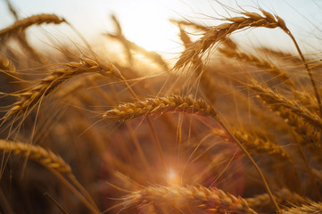 ripe ears of wheat in the rays of the setting sun