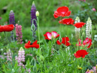 春の花畑、背景素材