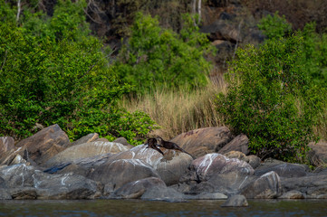 Naklejka na ściany i meble Chambal river Smooth coated otter Lutrogale pers or Lutrogale perspicillata family pups are playing in morning light on rocks with green background at the bank of chambal river rawatbhata, kota, india