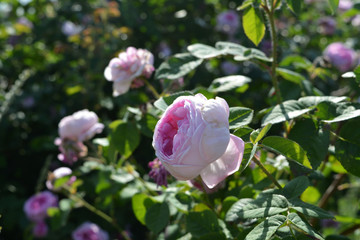 Beautiful pink rose flower in the garden. Blooming rose shrub in summer.