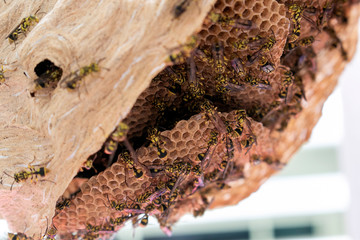Closeup hornets or paper wasps (Polistes sp.) build a nest in the building. 