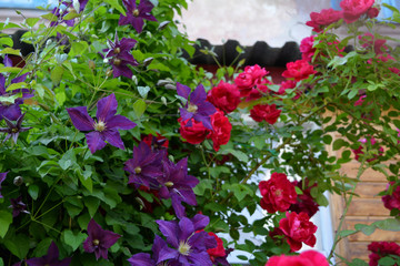 Fototapeta na wymiar Blooming urban garden in summer with purple clematis and red roses flowers.