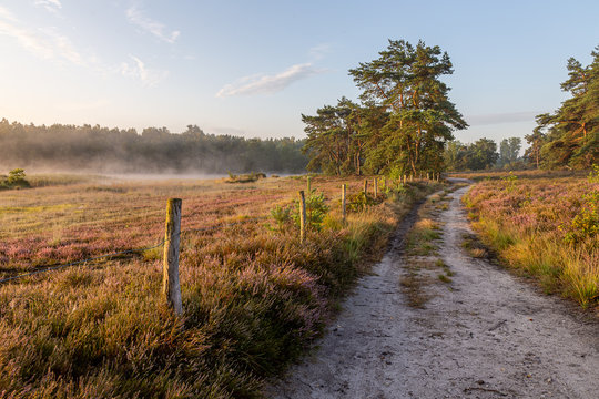 The heather in bloom, picture form the wijers in limburg belgium during the morning