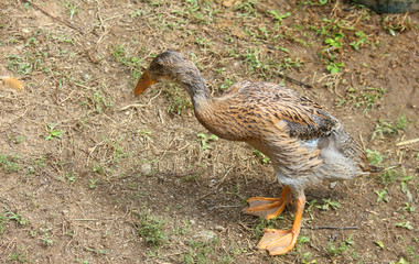 runnner duck in the meadow in the farm