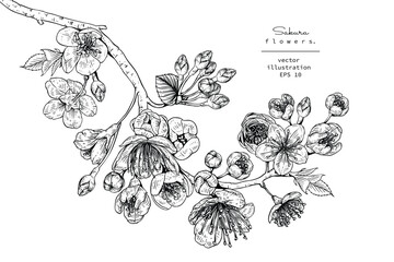 Sketch Floral Botany Collection. Cherry blossom Sakura flower drawings. Black and white with line art on white backgrounds. Hand Drawn Botanical Illustrations.Vector. © b.illustrations