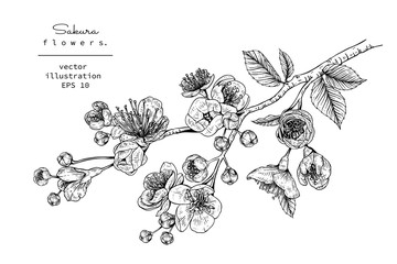 Sketch Floral Botany Collection. Cherry blossom Sakura flower drawings. Black and white with line art on white backgrounds. Hand Drawn Botanical Illustrations.Vector.