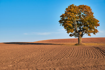 Crop field with big oak in middle.Old oak tree in the middle of the field. © Alvydas