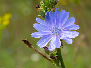 Obraz premium Chicory macro. Common Chicory flower. Cichorium intybus in blossom. Herbal plant closeup